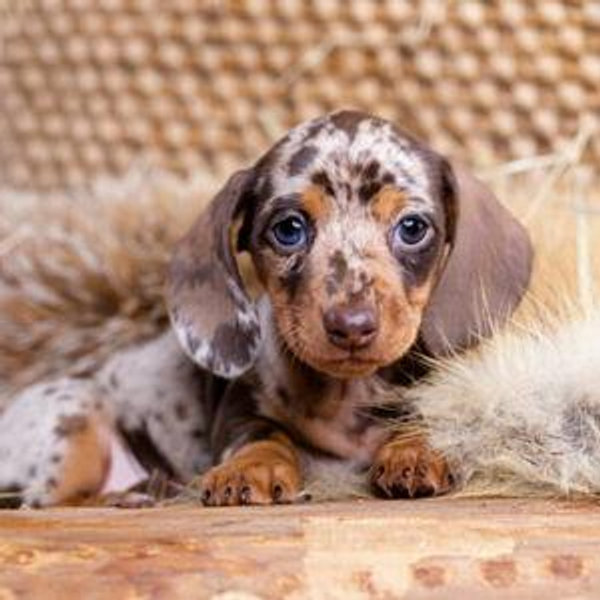 Puppy