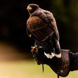 Falconry at Dalhousie