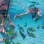 Scuba Diving or Snorkeling