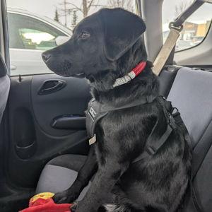 Seatbelt Fund
