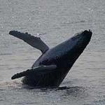 Whale Watching