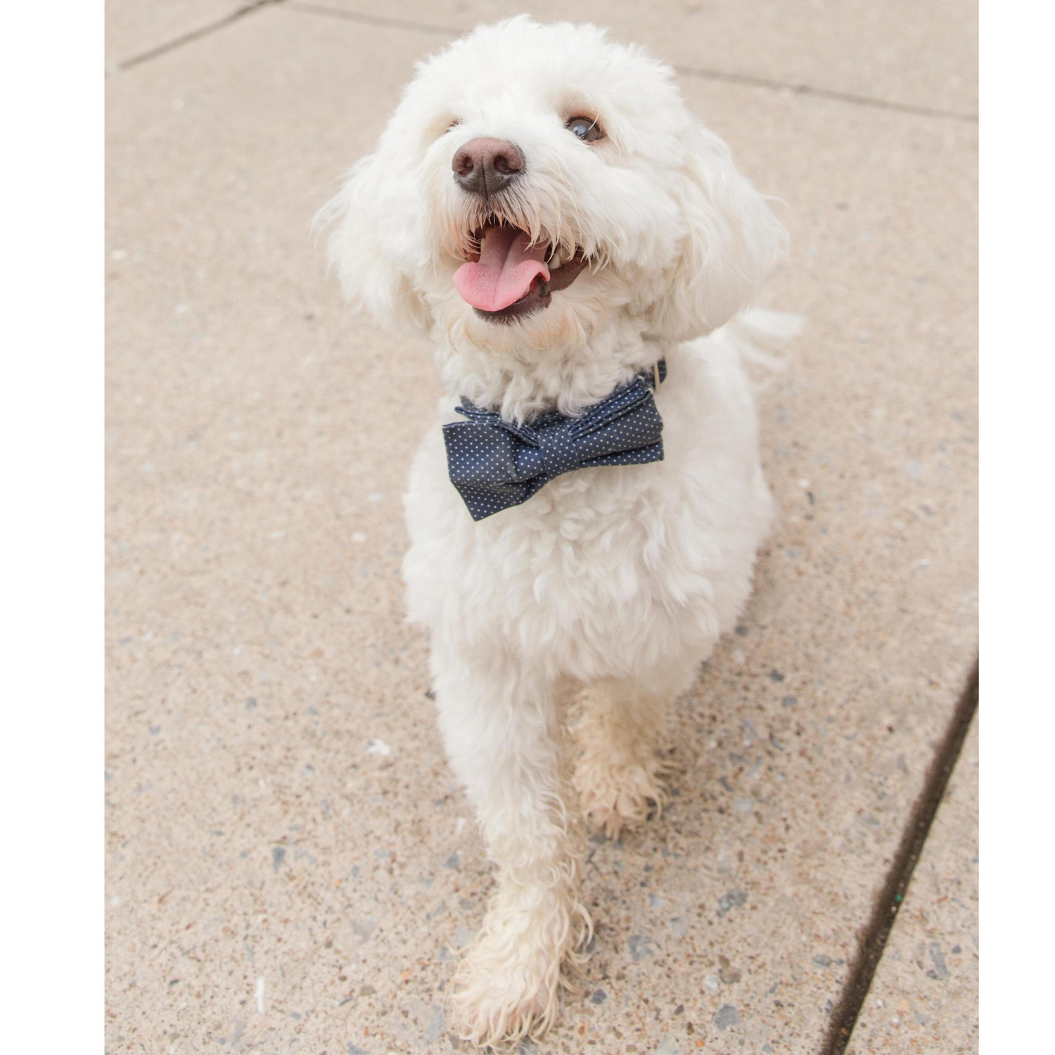 Our handsome boy made it to our engagement June 19, 2021