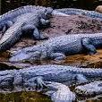 St. Augustine Alligator Farm Zoological Park