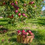 Apple Picking!