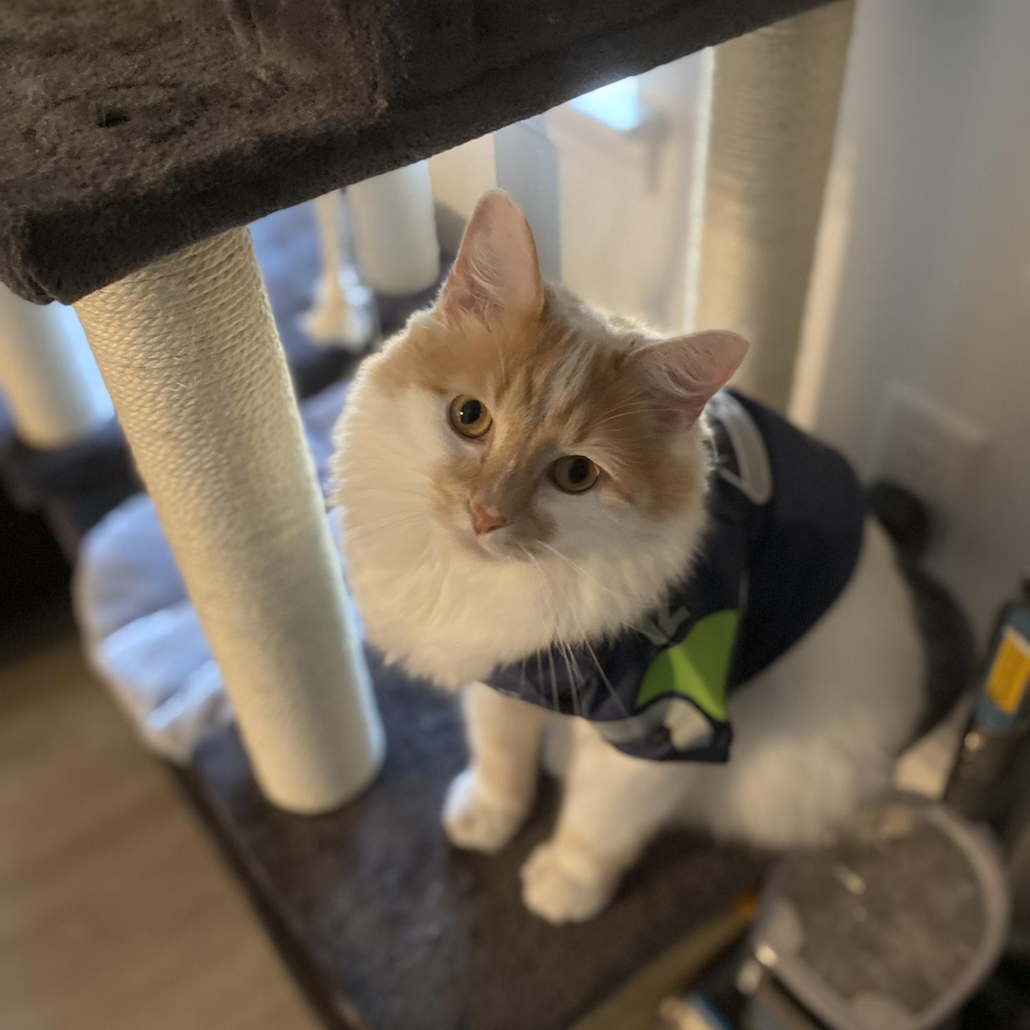 Leo supporting his dad's team. (Even though he's a Lions fan)