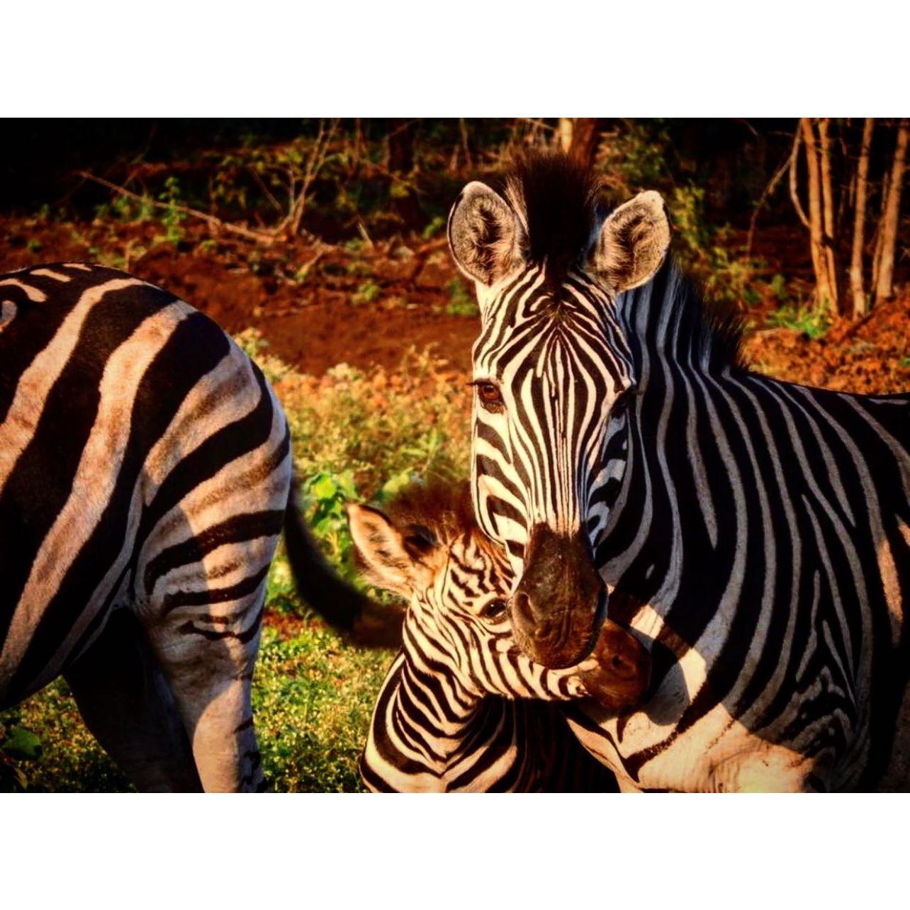 Photo safari, South Africa, 2016