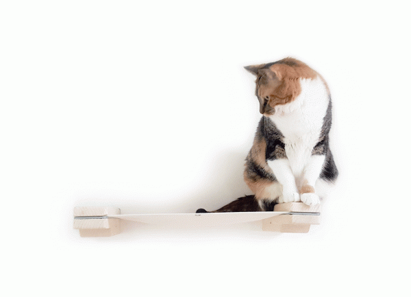 Cat Mod – Lounge