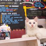 Denver Cat Company