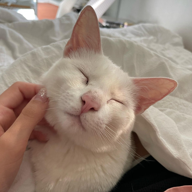 Cat fund!