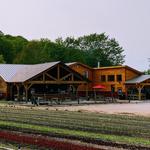 9 Bean Rows