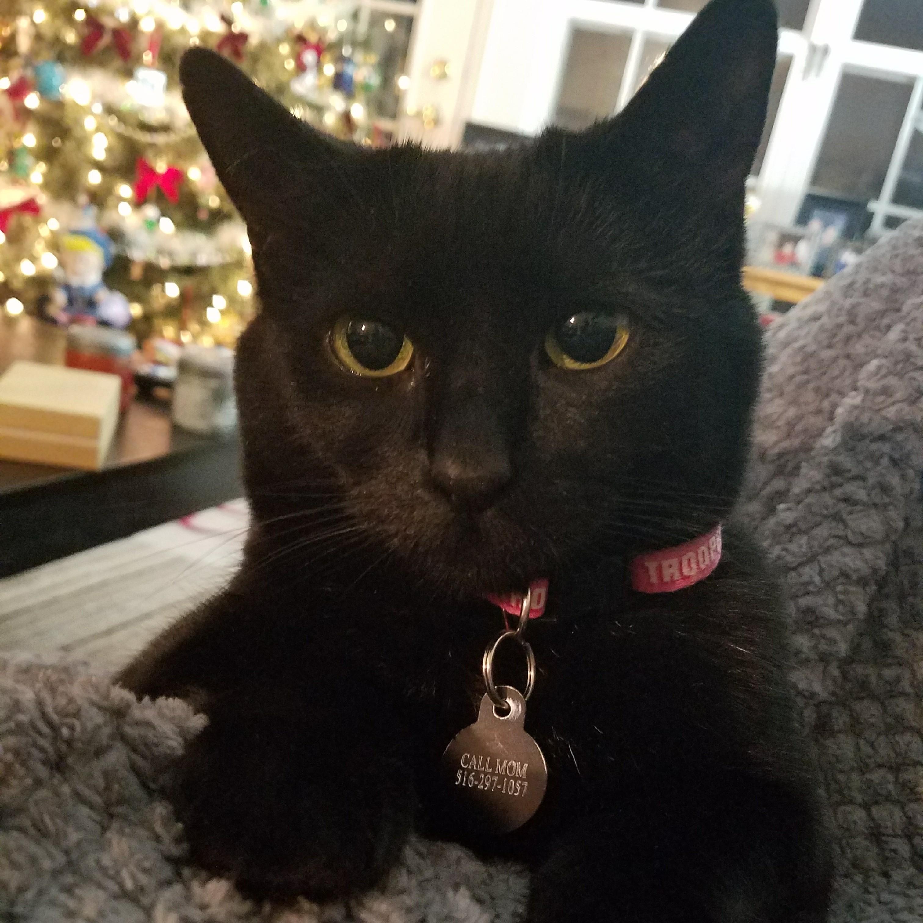 Isolde