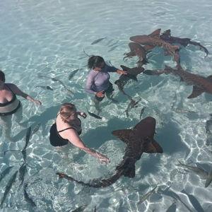 Shark Excursion (Venmo)