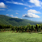 Fainting Goat Vineyards