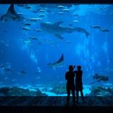 North Carolina Aquarium on Roanoke Island