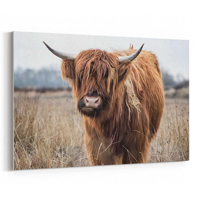 Westlake Art - Cow Highland - 24x36 Canvas Print Wall Art - Canvas Stretched Gallery Wrap Modern Picture Photography Artwork - Ready to Hang 24x36 Inch