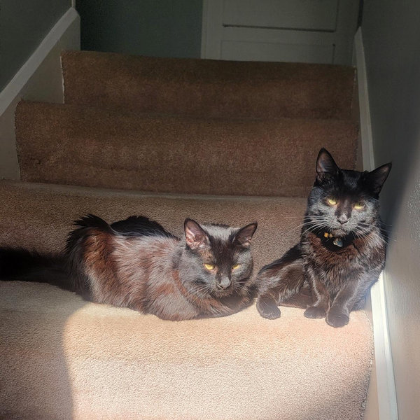 Year's Supply Of Cat Food