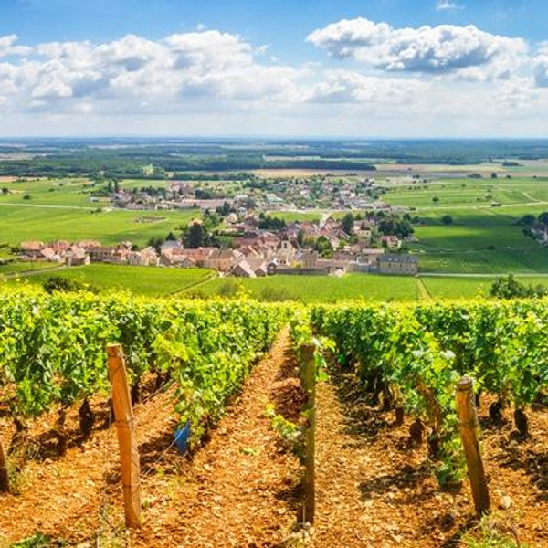 Burgundy Wine Tour