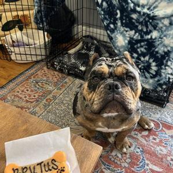 Year's Supply Of Pet Treats for Brutus