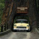Drive-Thru Tree Park Leggett