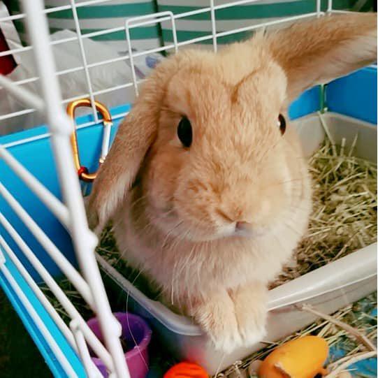 Adopted Muffin Feb 2018