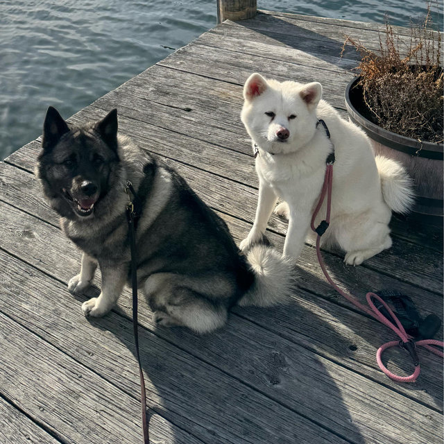 Dogsitting for Honeymoon