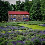 Peace Valley Lavender Farm