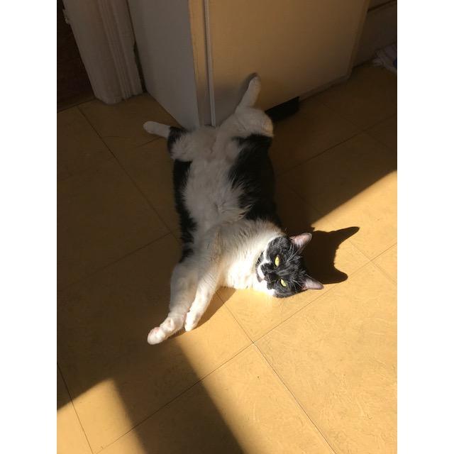 Cora