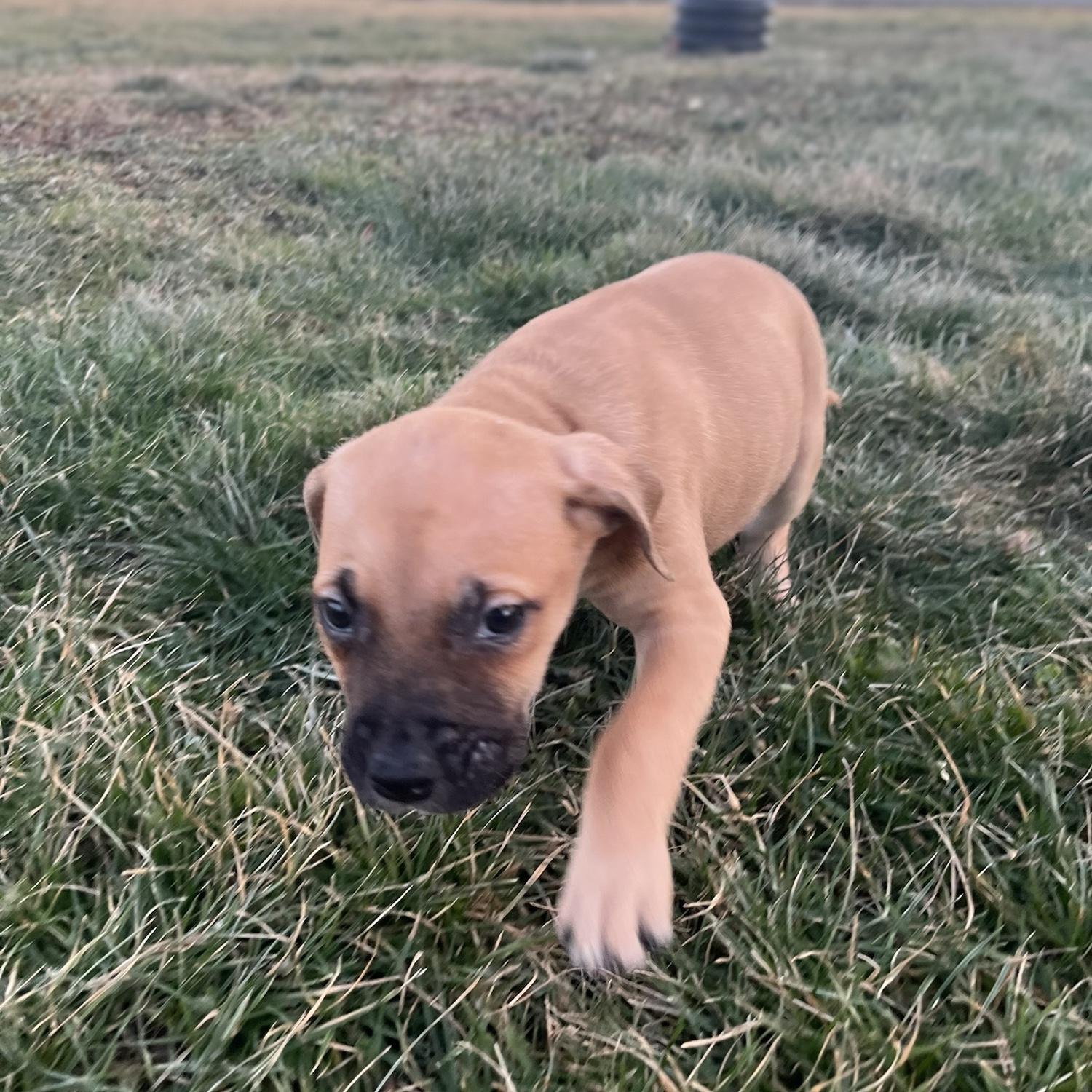 December 29, 2022 - The day we brought Willow home.