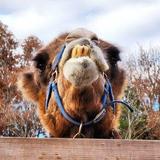 Smoky Mountain Deer Farm and Exotic Petting Zoo