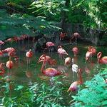 Ardastra Gardens & Wildlife Conservation Centre