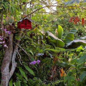 Invest in our tropical food forest!