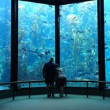 Monterey Bay Aquarium
