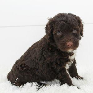 Our Future Puppy