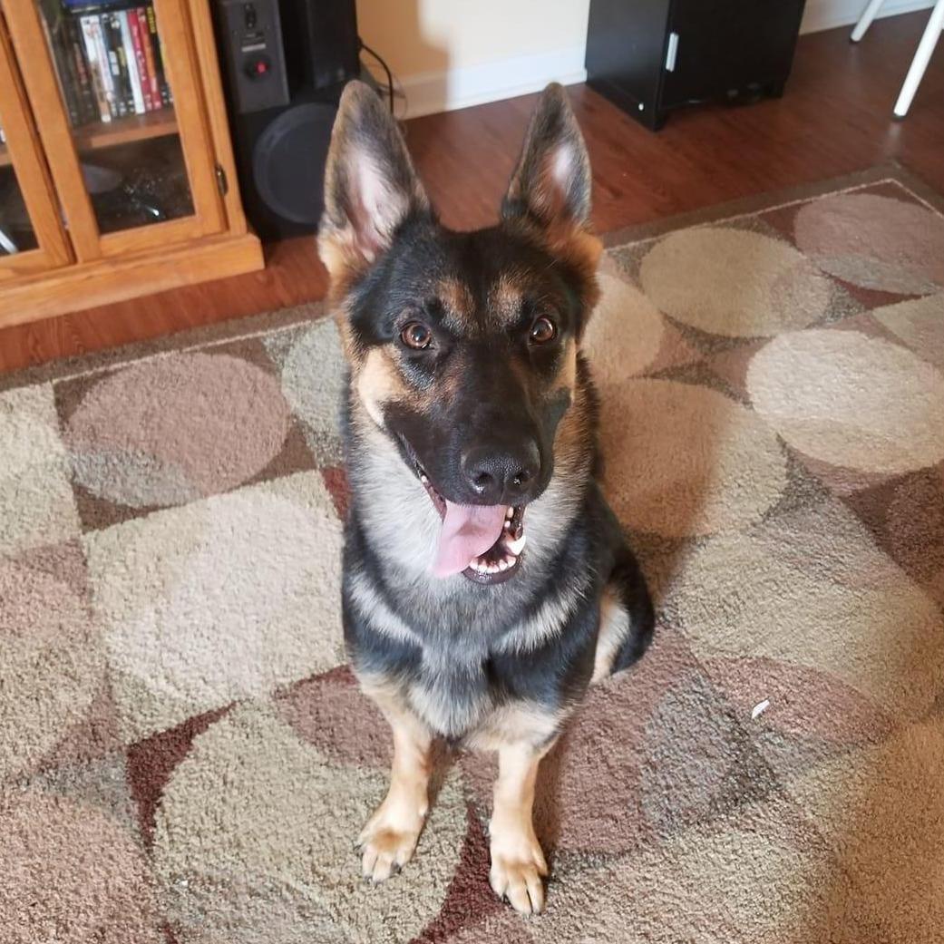 Our Puppy Ruby