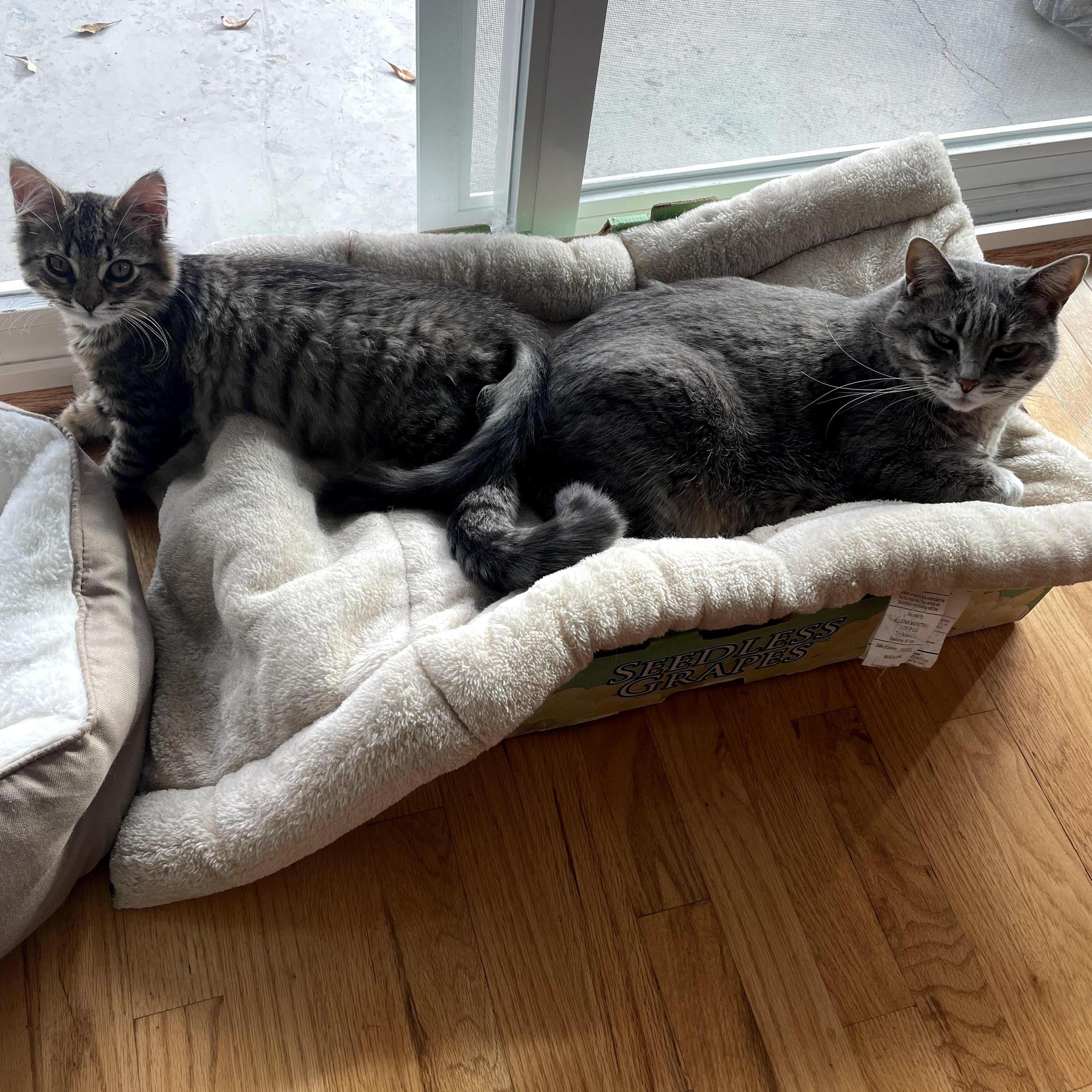 Our babies, Zag and Al (short for St. Aloysius of course)