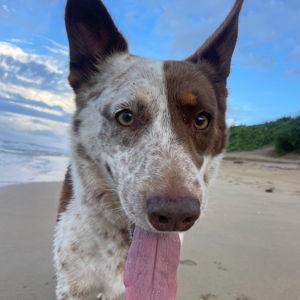 Kiwi's Toy Fund