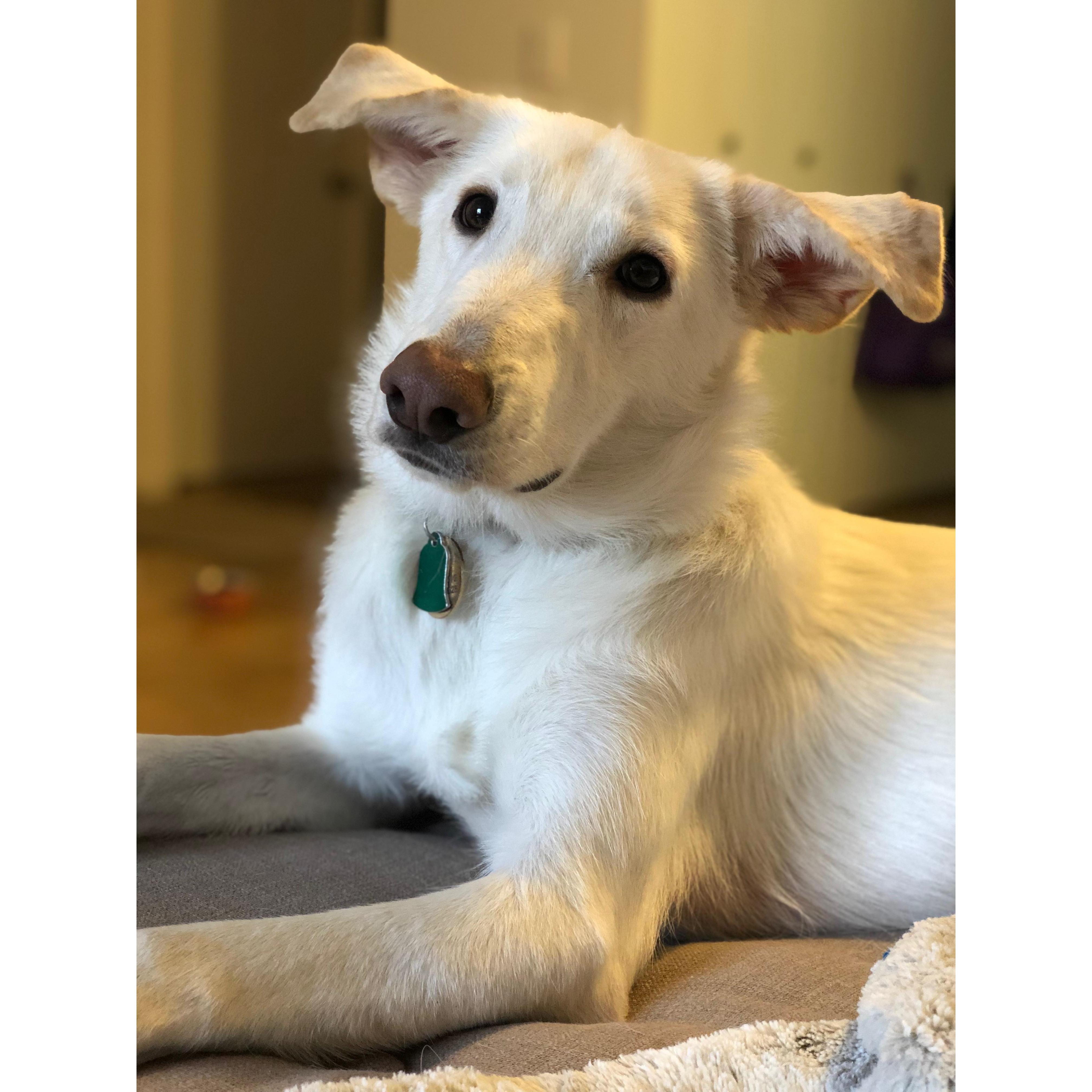 This year we welcomed Ophelia to our family
