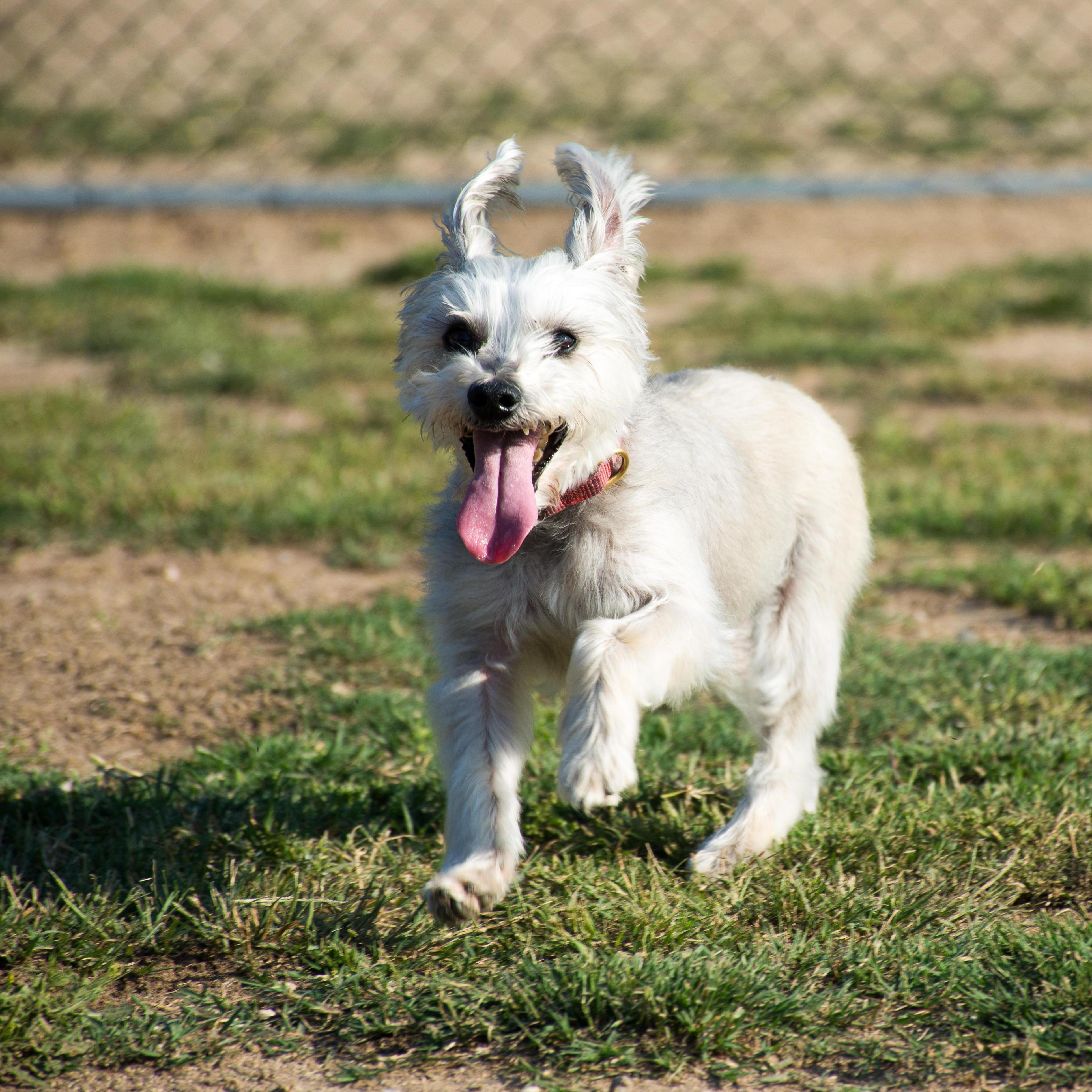 Our little fur-baby, LuLu