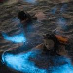 La Parguera Bioluminescent Bay