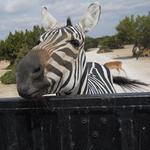 Topsey Exotic Ranch & Drive Thru Safari