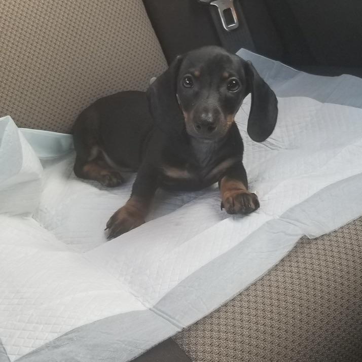 Leo - 2 months old