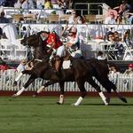 Newport Polo