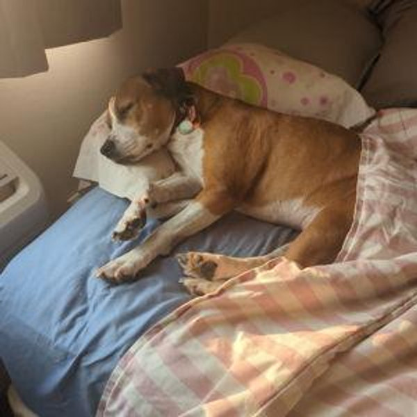 Mattress and Bed Frame Fund