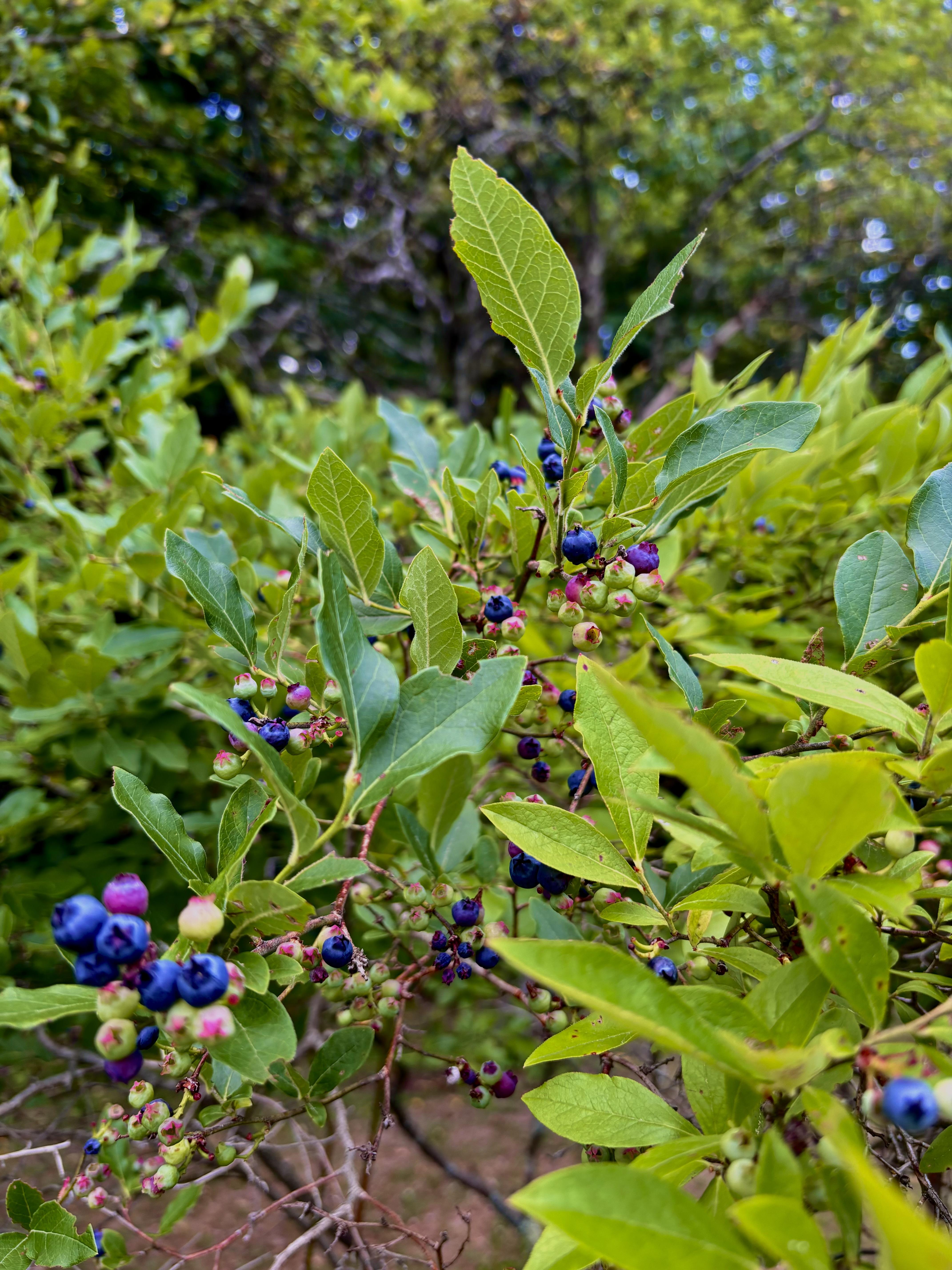 The Wedding Website of Samantha Lakin and James Guarnieri