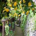 The Path of the Lemons