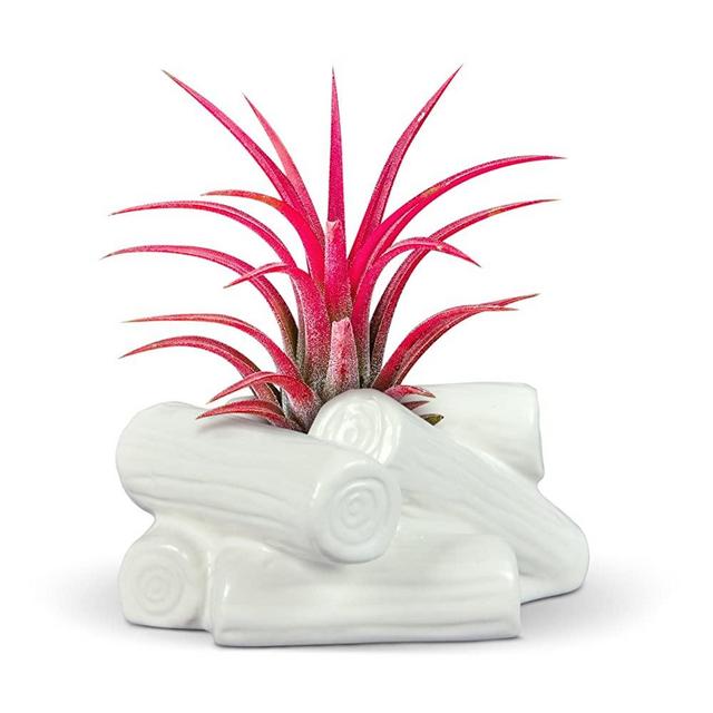 Fred Fancy Ceramic Mini Air Plant/Succulent Holder, One Size, Campfire