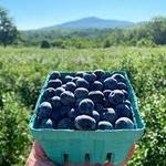 Monadnock Berries