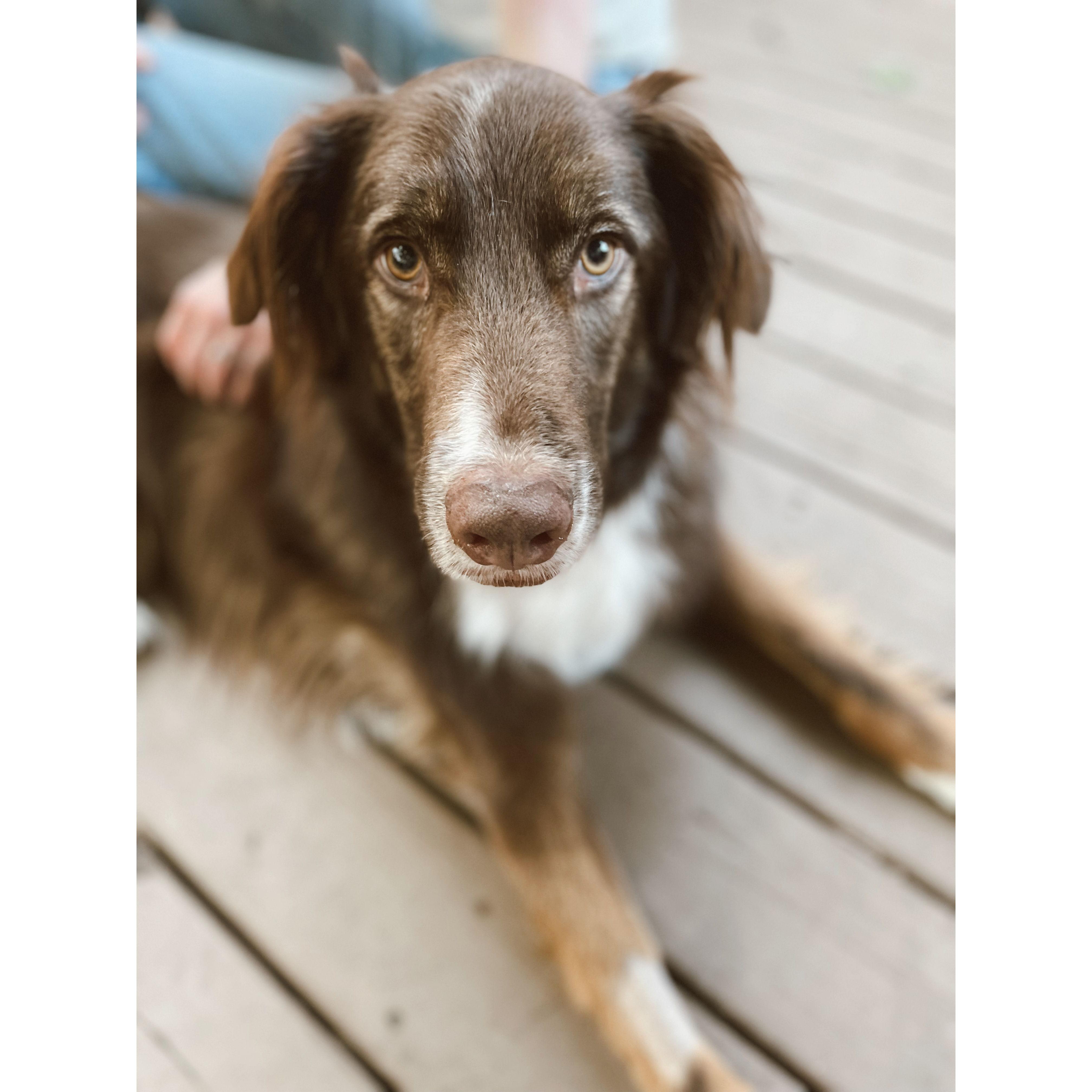 Kona bean <3 Sadly we had to say goodby to our baby in June 2024 after a very short battle with Acute Leukemia, but he will forever be our silly goose