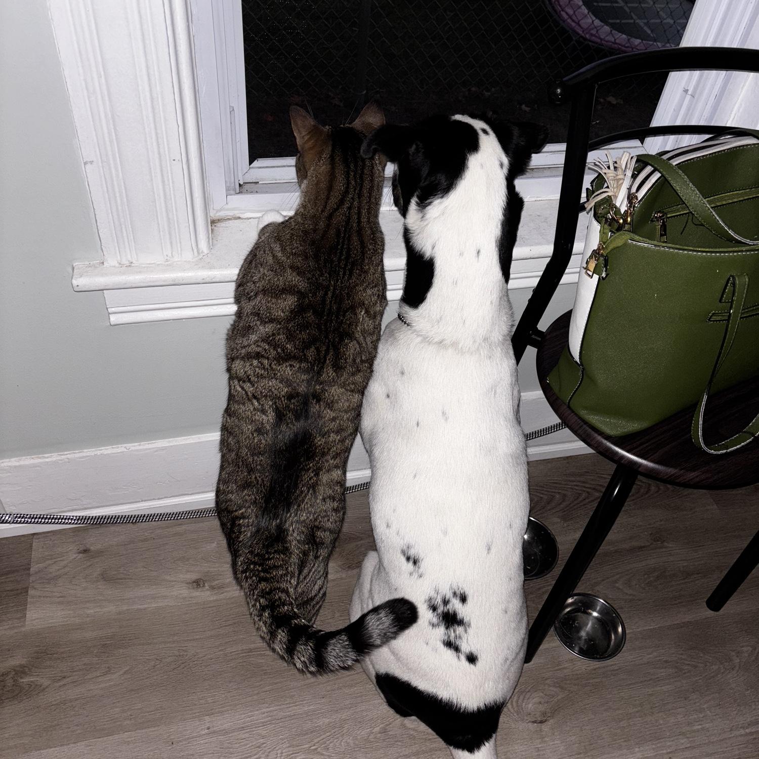 Bubba and Bailey