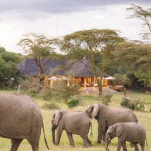 One night at the Serengeti Bushtop Luxury Camp